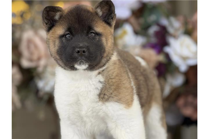 Akita - Los Osos PR Puerto Rico