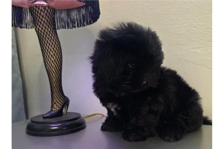 Shihtzu imperial toy negro macho ckc  Puerto Rico