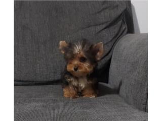 YORKIE TOY MACHO , Puppy