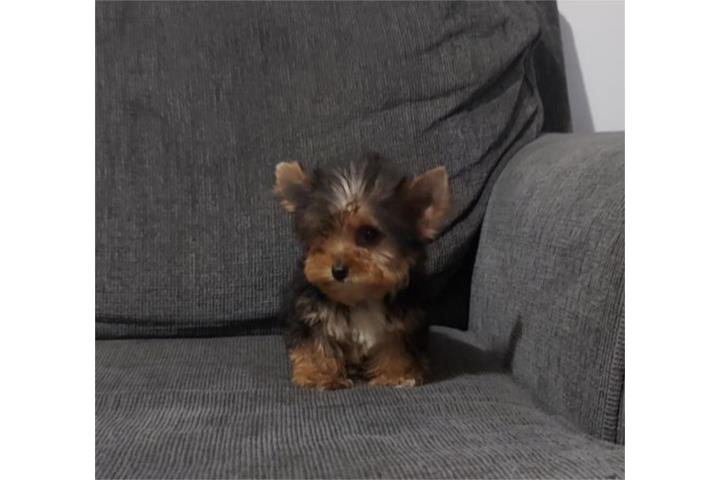 YORKIE TOY MACHO  Puerto Rico