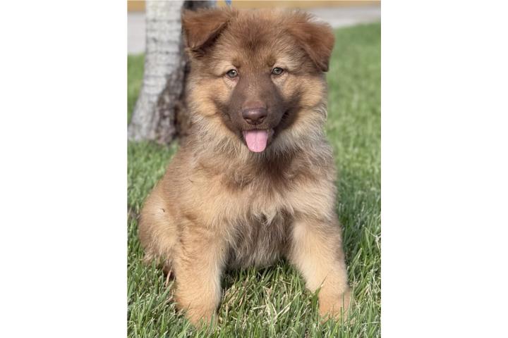 German Shepherd hembra AKC Puerto Rico