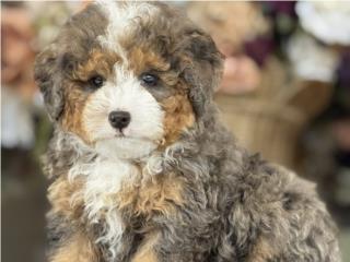 Micro Bernedoodle Phantom Merle - Los Osos PR, Los Osos PR