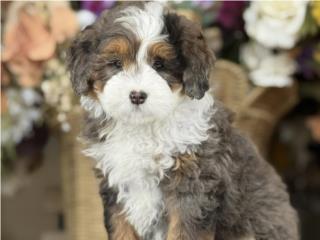 Puerto Rico WOW Micro Bernedoodle - Los Osos PR, Perros Gatos y Caballos