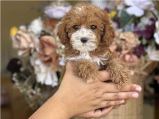 Puerto Rico Toy Poodle Tuxedo - Los Osos PR, Perros Gatos y Caballos