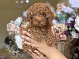 Puerto Rico Mini Poodle AKc Ojos Verdes! - Los Osos PR, Perros Gatos y Caballos