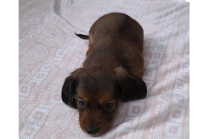 Dachshund Minis Hembras  Puerto Rico