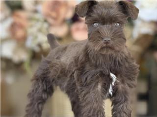 Puerto Rico Mini Schnauzer Liver Chocolate - Los Osos PR, Perros Gatos y Caballos