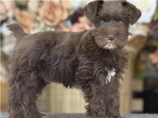 Nene Mini Schnauzer Increible! - Los Osos PR, Mascotas Puerto Rico
