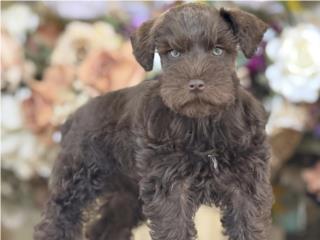 Hermosa Mini Schnauzer Choco - Los Osos PR, Mascotas Puerto Rico