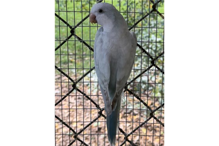 Quaker Puerto Rico