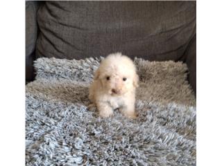 TOY POODLE HEMBRA PERLADA RED NOSE, Puppy