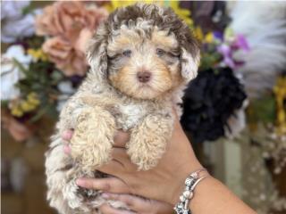 Puerto Rico WOW Toy Mini Poodle Choco Merle - Los Osos PR, Perros Gatos y Caballos