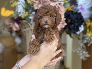 Toy Poodle Roja! - Los Osos PR , Mascotas Puerto Rico