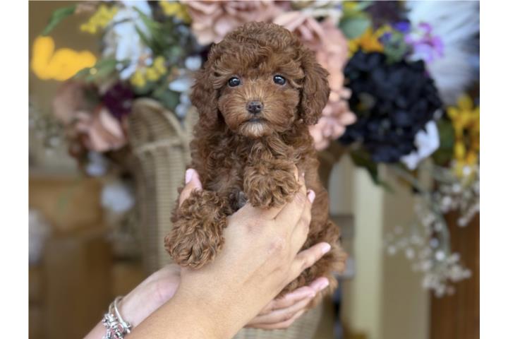 Toy Poodle Roja! - Los Osos PR