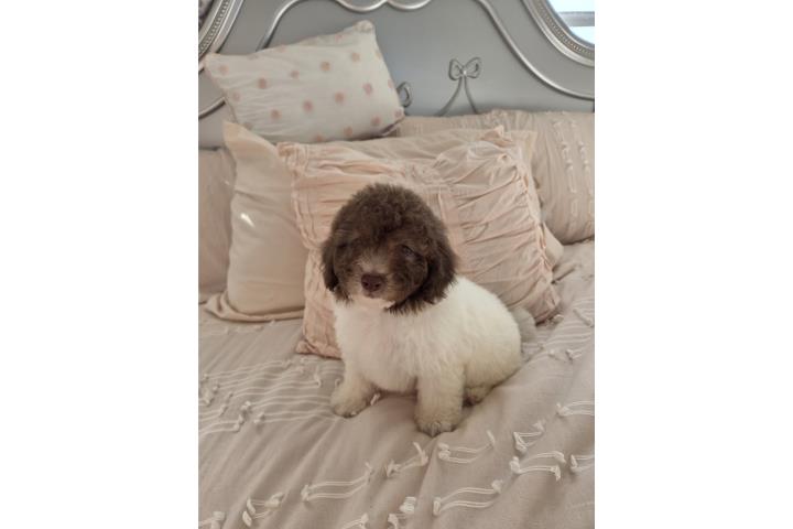 Toy Poodle Machos Papeles AKC  Puerto Rico