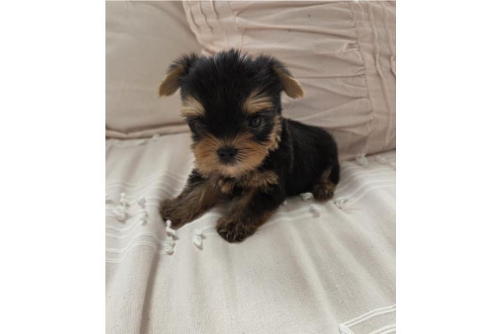 Yorkie Machos Tcup Papeles AKC  Puerto Rico
