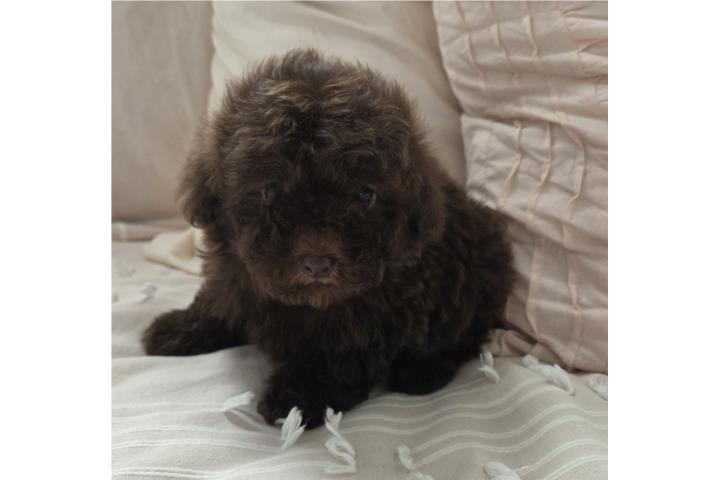 Toy Poodle Hembras Papeles AKC  Puerto Rico
