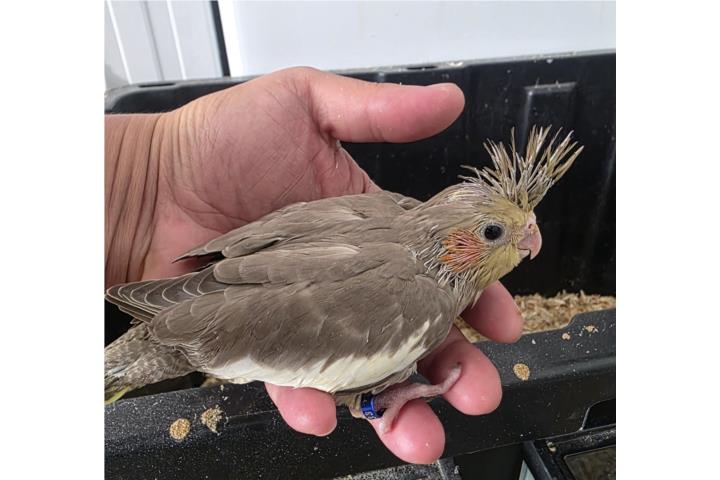 Cockatiel ( bebe ) cinnamon  Puerto Rico