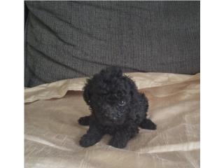 TOY POODLE MACHO NEGRITO, Puppy