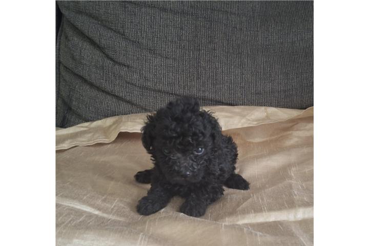 TOY POODLE MACHO NEGRITO Puerto Rico