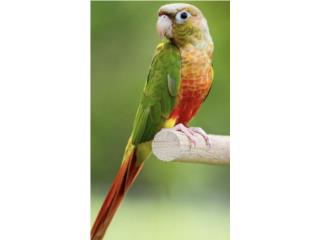 Green cheek Pineapple ((  bebe  )), JG Aviario