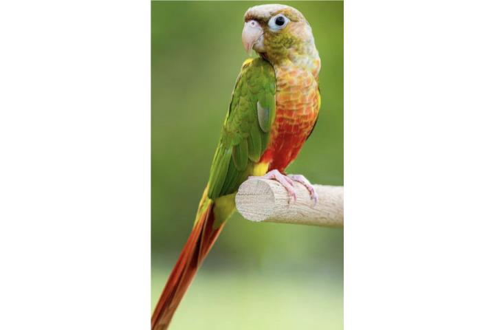 Green cheek Pineapple ((  bebe  )) Puerto Rico