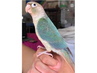 Green cheek pineapple turquesa ( bebe ), JG Aviario