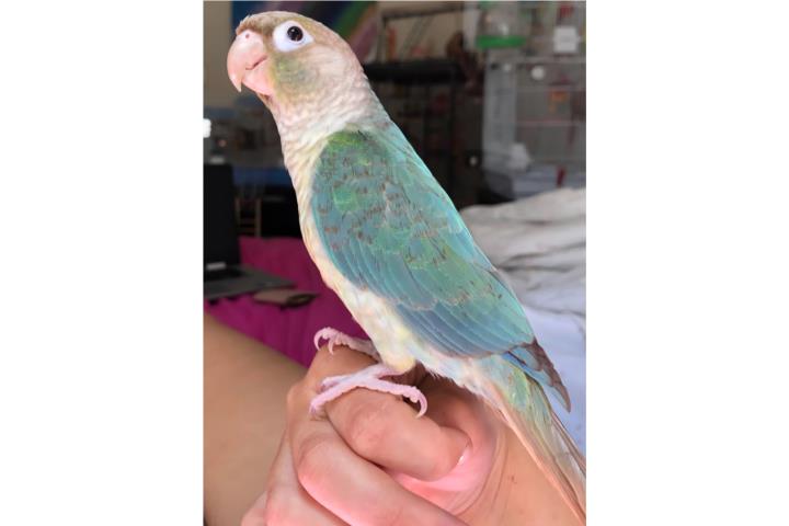 Green cheek pineapple turquesa ( bebe ) Puerto Rico
