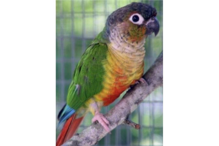 Green cheek yellow side ( bebe ) Puerto Rico