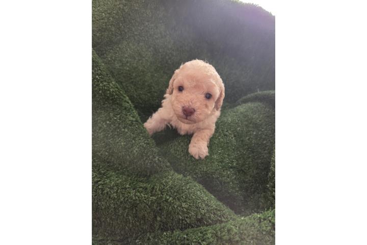 Toy Poodle Hembras Papeles AKC  Puerto Rico