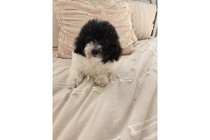 Toy Poodle Machos Paty color con sus Papeles  Puerto Rico