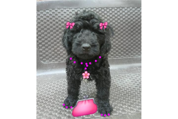 CACHORROS GOLDENDOODLES MINI F1 Puerto Rico