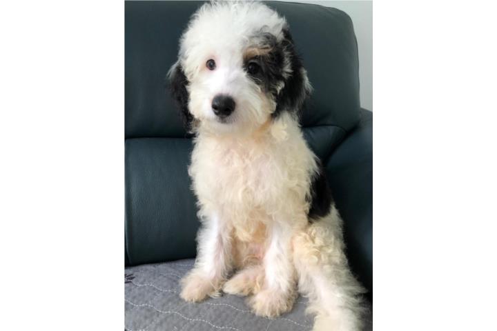 PANDA - Mini Goldendoodle F1BB+ MACHO