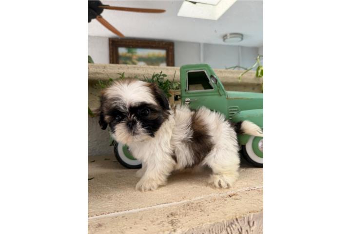 shihtzu imperial hembra blanca y brown ckc Puerto Rico
