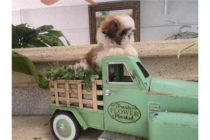 Shihtzu imperial hembra blanca y brown ckc Puerto Rico