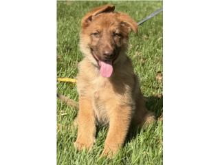 German Shepherd liver female AKC, Doggy 