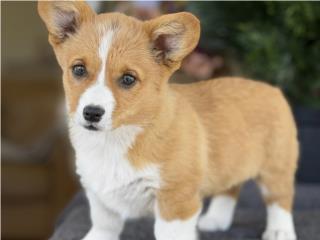 Puerto Rico Corgi Welsh Pembroke - Los Osos PR, Perros Gatos y Caballos