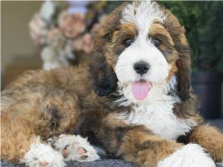 Standard Bernedoodle Sable - Los Osos PR, Los Osos PR