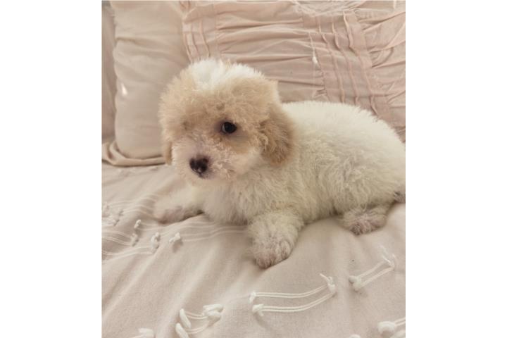 Toy Poodle Paty color Machos Papeles AKC  Puerto Rico