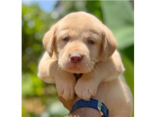 LABRADORE BIG BONE OJOS VERDES, Puppy Guy