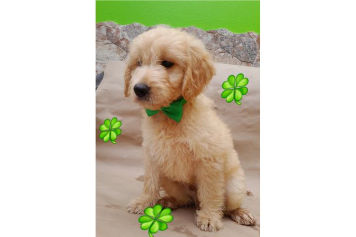 CACHORROS GOLDENDOODLES MINI F1 Puerto Rico