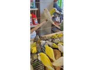 HERMOSOS PERIQUITOS JOVENES, OUTLET PET CENTER & CENTRO AGRICOLA