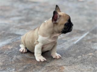 Puerto Rico French Bulldog, Perros Gatos y Caballos
