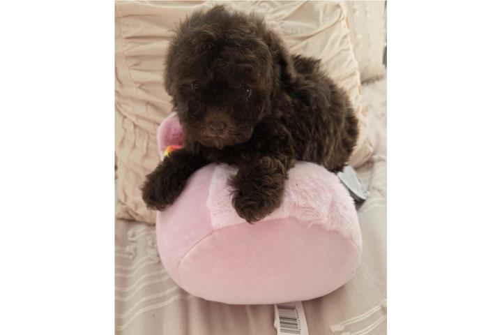 Toy Poodle Hembra Chocolate con sus Papeles A Puerto Rico