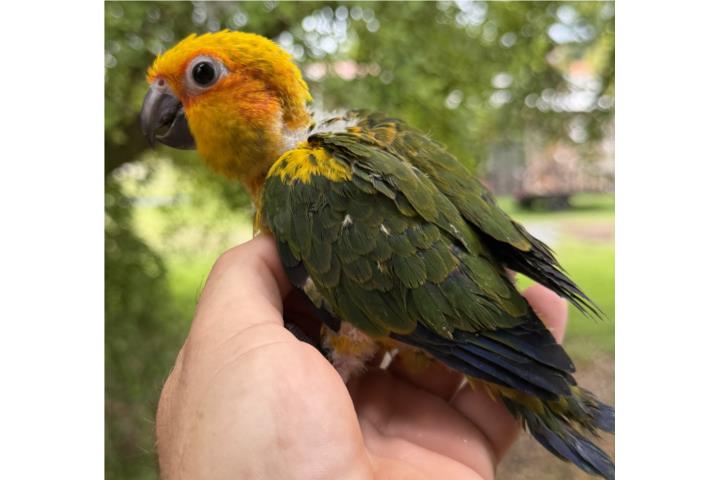 Sun conuro macho con ADN hand feed Puerto Rico