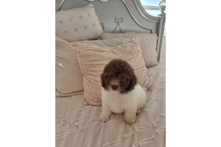 Toy Poodle Machos Paty color Papeles AKC  Puerto Rico