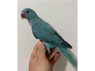 Ringneck macho con adn, Doggy 