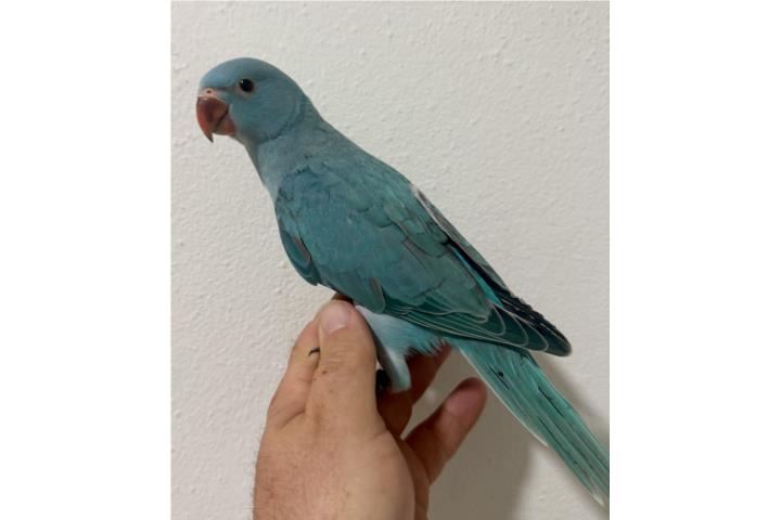 Ringneck macho con adn Puerto Rico