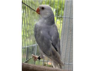 Ringneck violeta pallid hembra, Doggy 