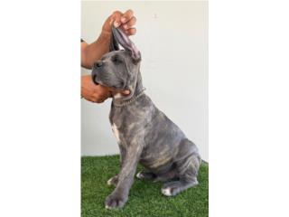 Cane Corso, Cane Corso PR